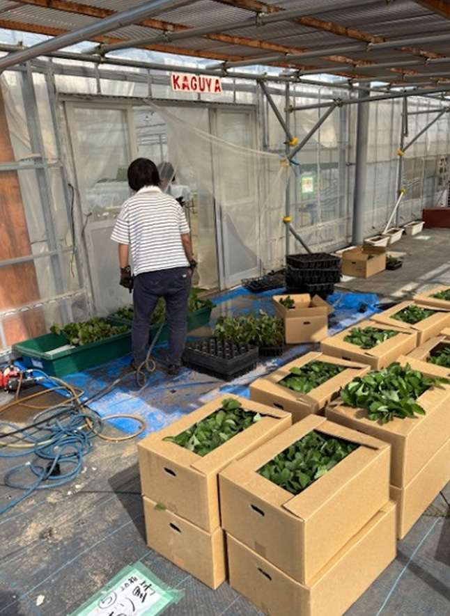 苗の定植風景(8月7日と9月24日~27日)