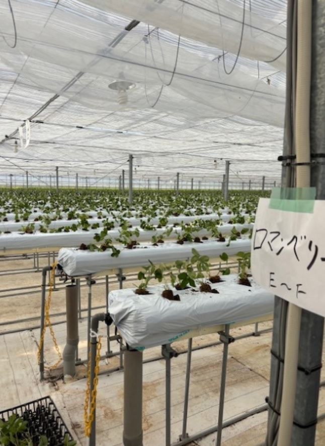 苗の定植風景(8月7日と9月24日~27日)