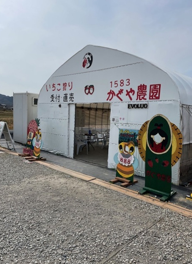 いちご狩りの風景(2024年12月8日~2025年6月8日)