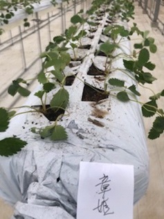 いちごの定植(2020年9月22日~24日)