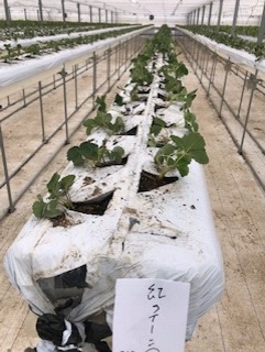 いちごの定植(2020年9月22日~24日)