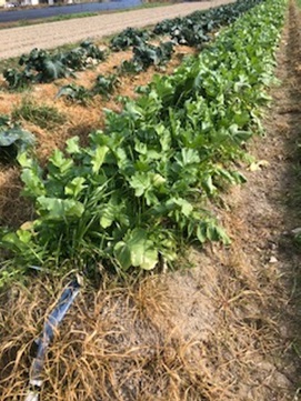 観光農園(貸農園)について