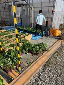9月21日、22日にいちご苗を定植