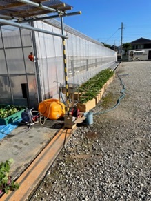 9月21日、22日にいちご苗を定植