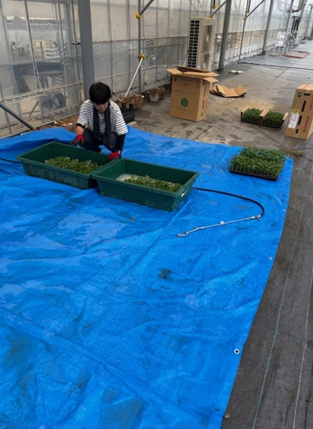 苗の定植風景(8月7日と9月24日~27日)