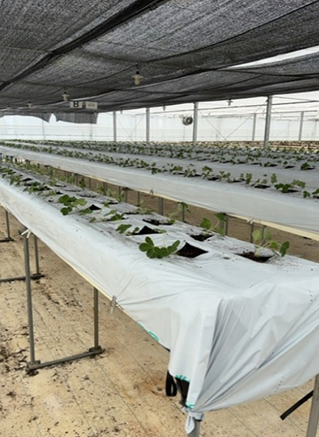 苗の定植風景(8月7日と9月24日~27日)