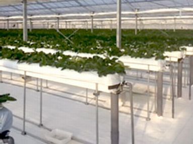 かぐや農園のイチゴハウス紹介