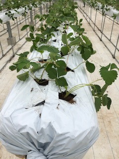 ④いちご苗の植え付け直後