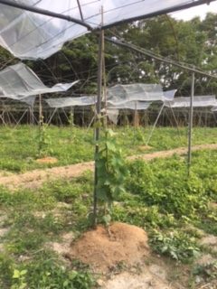 加西ブドウ園(B)