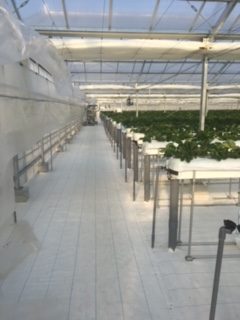 加西イチゴ園(ハウス2反)