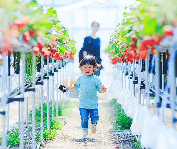 いちご狩り